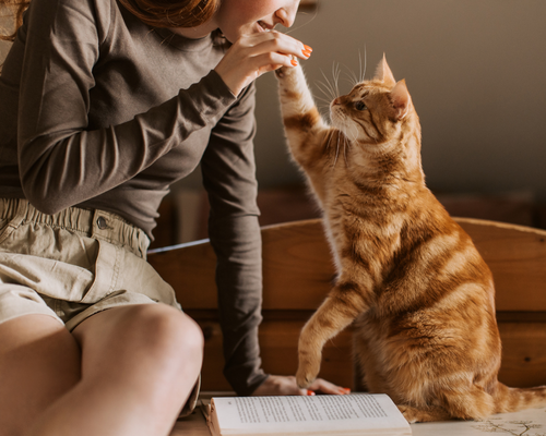 Kedi bakımı sırasında sevgi dolu ilgi
